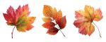 Grafik mit drei Herbstblättern